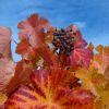 Rote Weinblätter