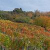 Weinreben im Herbst