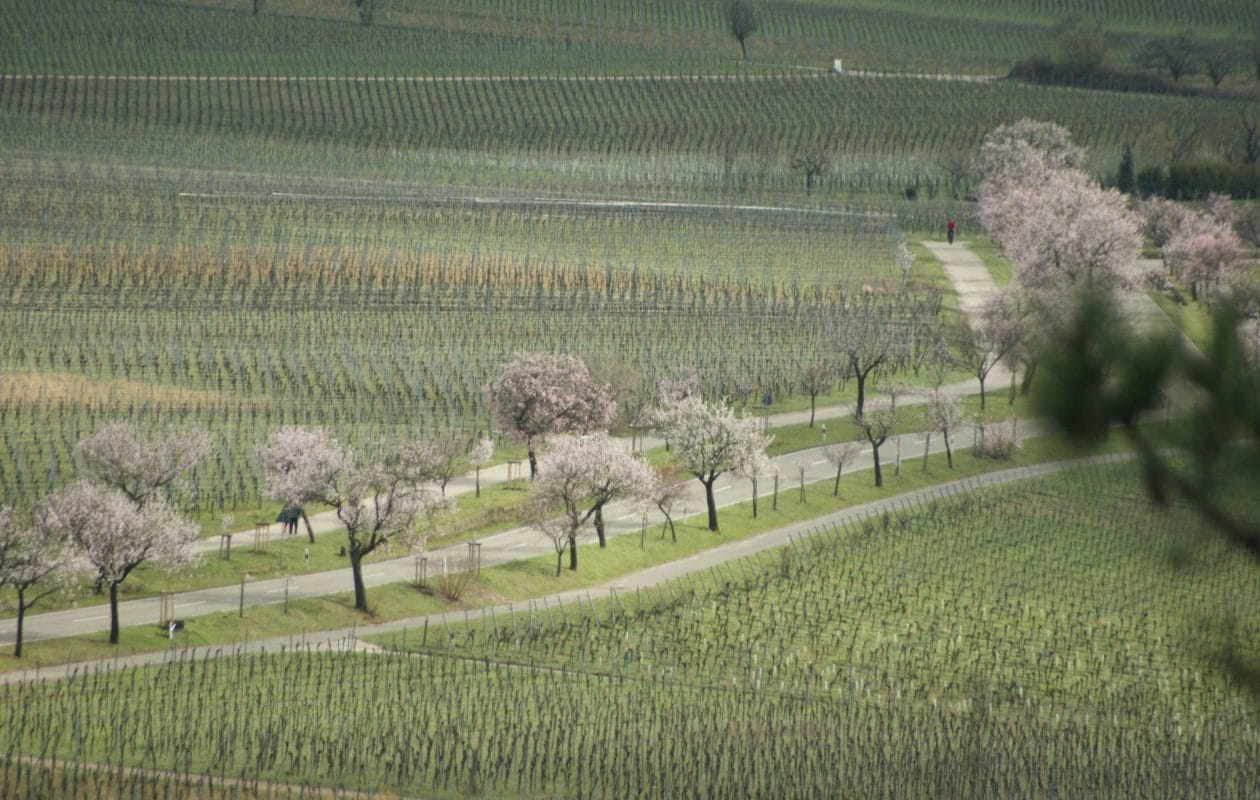 Weinwanderungen: Weg mit Mandelbäumen
