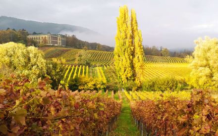 Pfalz - Weinwanderung im Herbst